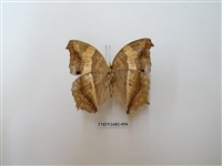 藏品(黃帶隱蛺蝶)的圖片